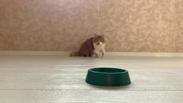 Un beau chat rouge court dans le bol quand de la nourriture y a été mise, mange avec un grand appétit
. - Séquence, vidéo