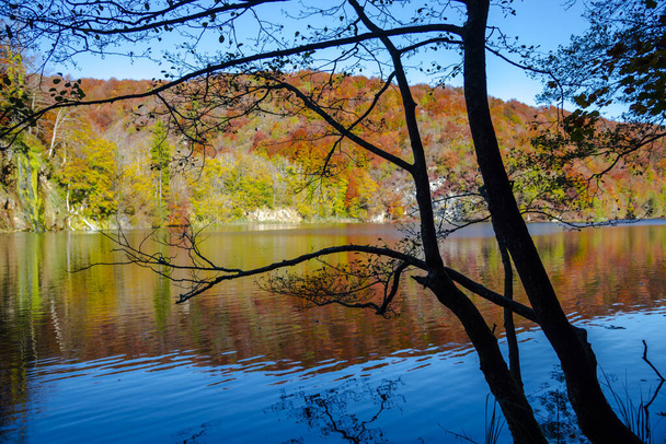 Pond in Plitvice Jezera Park, Croatia. - 写真・画像