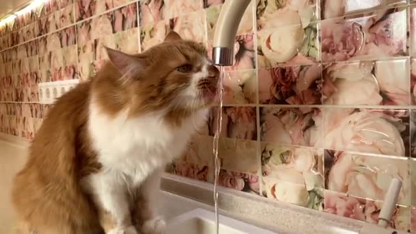 Een mooie gember kat wil drinken en kraanwater drinken in de keuken. - Video