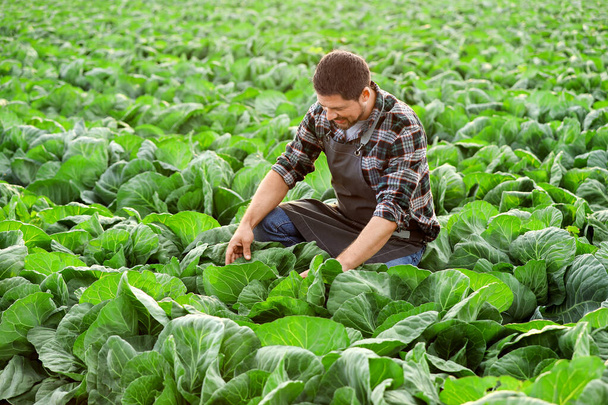 Mužský zemědělský inženýr pracující v terénu - Fotografie, Obrázek