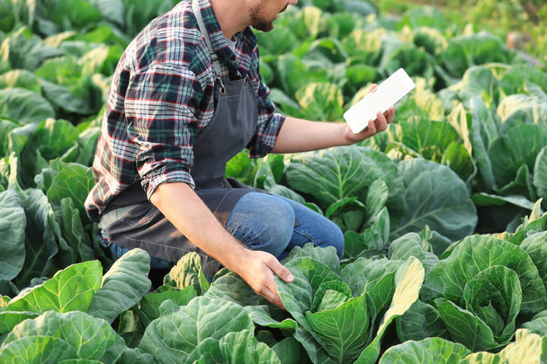 Mužský zemědělský inženýr pracující v terénu - Fotografie, Obrázek