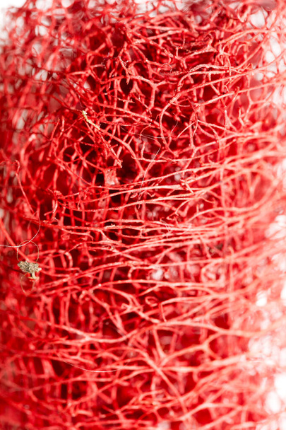 Flor roja extraña flor tropical fruta macro fondo cincuenta
 - Foto, Imagen