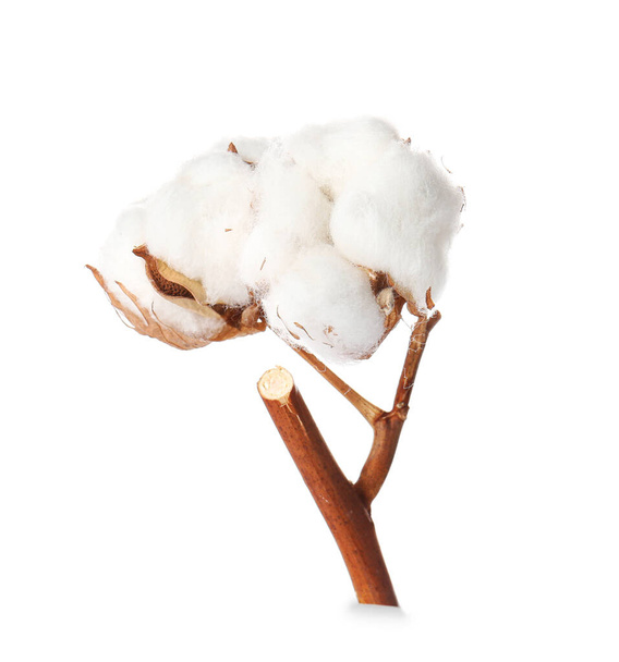 Hermosa flor de algodón sobre fondo blanco - Foto, imagen
