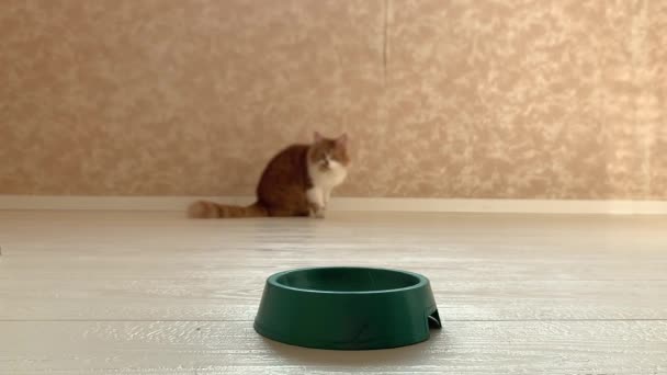 美しい赤い猫は、食べ物が入っているときにボウルに走り、食欲を持って食べる. - 映像、動画