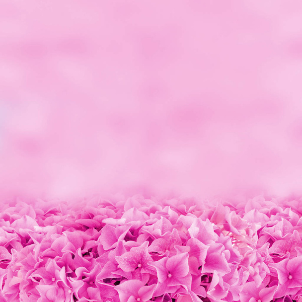 Purple Hydrangea Φόντο με Textfield - Φωτογραφία, εικόνα