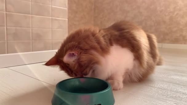 Красивая рыжая кошка сует нос в миску и просит еду.
. - Кадры, видео