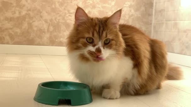 Een mooie rode kat rent naar de kom als er eten in is gedaan, eet met grote eetlust. - Video