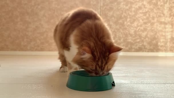 Un bel gatto rosso corre alla ciotola quando il cibo è stato messo in esso, mangia con grande appetito
. - Filmati, video