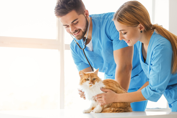 Veterinarians examining cute cat in clinic - Фото, зображення