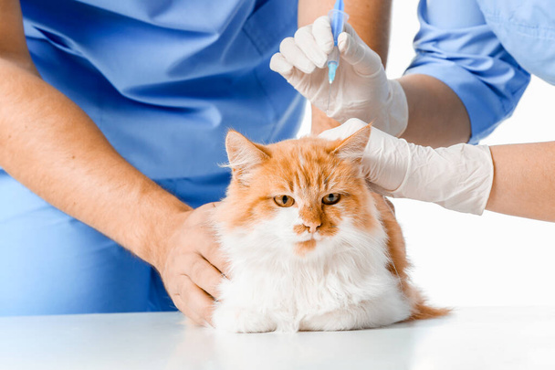 Veterinarians vaccinating cute cat against white background, closeup - Zdjęcie, obraz