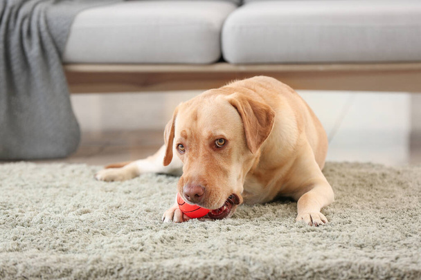 Чарівна собака з іграшкою вдома
 - Фото, зображення