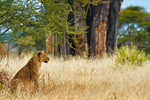 Lwica (Panthera Leo) leżącego w trawie. - Zdjęcie, obraz