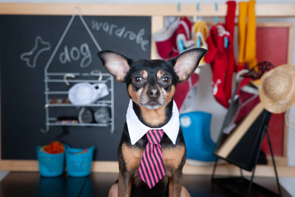 Konzept Hundegarderobe, Porträt eines niedlichen Hundes mit Garderobe - Foto, Bild