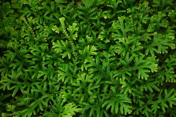 Green fern leaves texture for background use - fresh green nature background - Foto, Bild