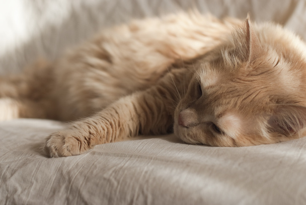 Портрет Норвезька лісна кішка крем кольору - Фото, зображення