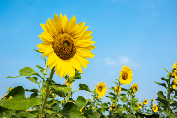 slunečnice farma se žlutými květy - Fotografie, Obrázek
