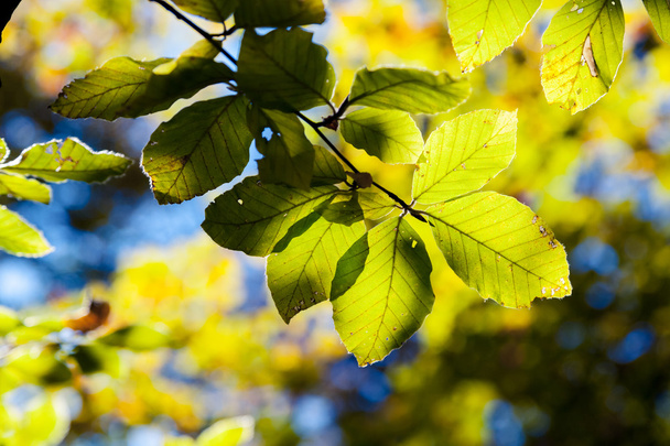 Яскраві барвисті листя в осінньому лісі
. - Фото, зображення