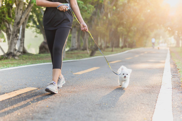 Női gyakorlat séta Bichon kutyákkal a parkban. - Fotó, kép