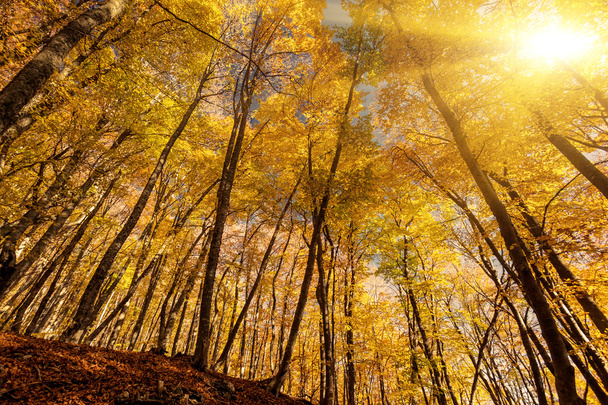 Morning autumn colorful forest. - Valokuva, kuva