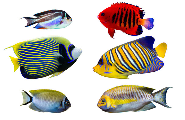 Set of Saltwater angelfish on white isolated background. Emperor, Flame, Bellus, Regal and Japanese swallowtail angelfish - Photo, Image