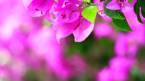 close up to magenta Bougainvillea flowers were planted at the fence in the park Natural flower fence, concept to reduce global warming1 - 映像、動画