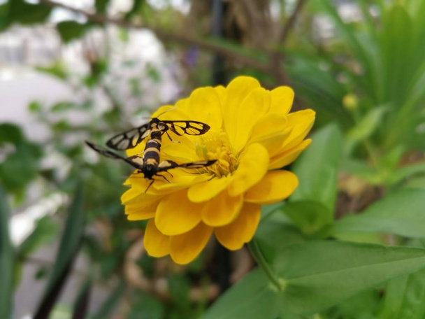 tijgermotten paring op de zinnia bloem - Foto, afbeelding