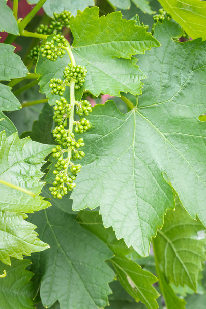 close-up de inflorescência vitivinícola jovem com folhas que crescem em vinha orgânica
 - Foto, Imagem