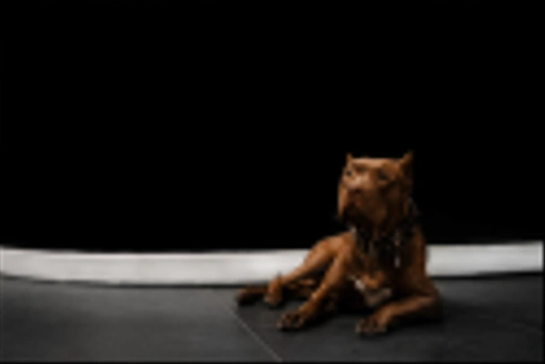 adorable brown american bully dog portrait indoors - 写真・画像