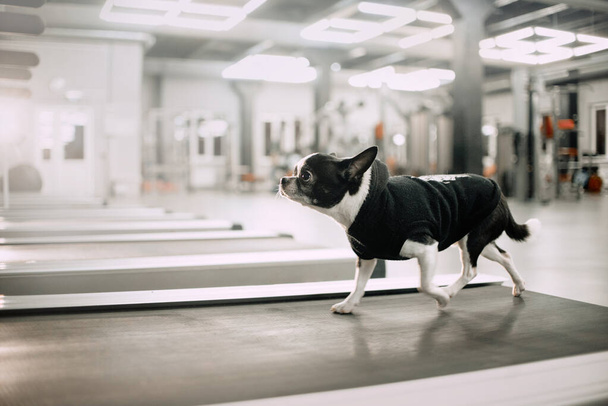 chihuahua dog on a treadmill in the gym - Фото, изображение
