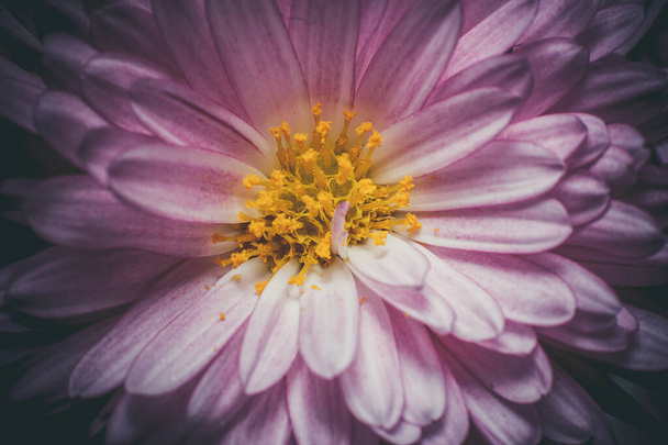 Bela flor roxa com gotas de orvalho em uma manhã de verão
 - Foto, Imagem
