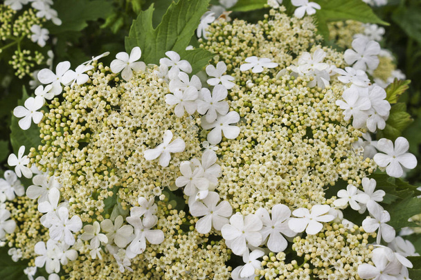 Kukkiva Viburnum opulus. Valkoisia kukkia guelder ruusu pensas. Lähemmäs. Lääke- ja koristekasvit
. - Valokuva, kuva