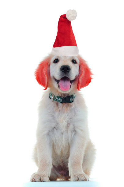 funny little golden retriever with ears painted red weraing sant - Fotoğraf, Görsel