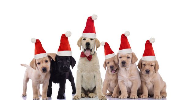 grupo de adorables cachorros labrador retriever ansiosos por celebrar
  - Foto, Imagen
