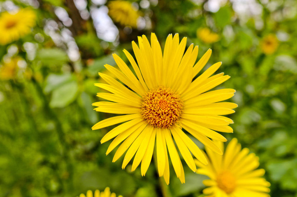 Bright yellow flowers of Doronicum orientale, or leopard's bane. Garden decorative flowering plant. Close-up. - Photo, Image