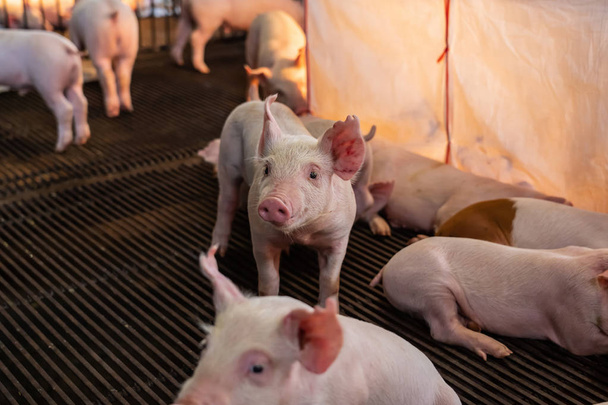 Porcos jovens em fazendas de porcos, indústria de porcos - Foto, Imagem