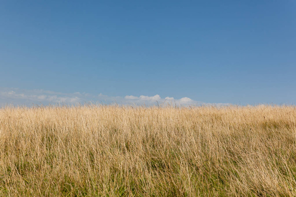 yellow grass against the sky - Fotoğraf, Görsel