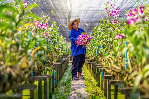 Aziatische tuinman van orchidee tuinieren boerderij snijden en verzamelen van de orchideeën, De paarse kleuren bloeien in de tuin boerderij, Paarse orchideeën in de landbouw van bangkok, Thailand. - Foto, afbeelding