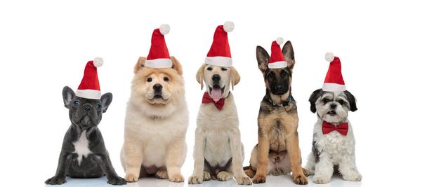 サンタ・クラスの帽子をかぶった5匹の犬の群れがクリスマスに  - 写真・画像