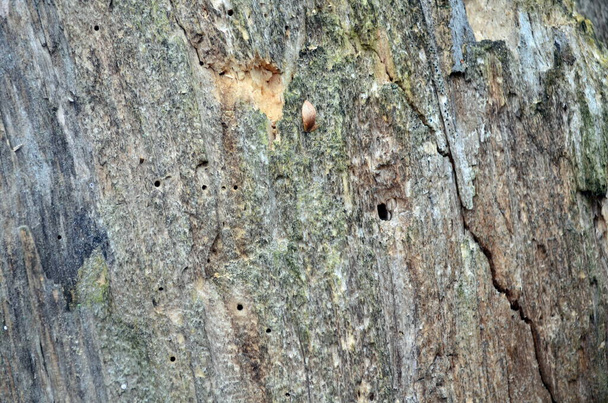 Yaşlı söğüt ağacının dokusu - Fotoğraf, Görsel
