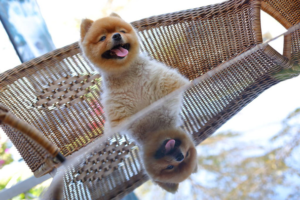 lindo perro pomerania marrón animal, pequeña mascota esponjosa sonrisa feliz agradable sentado en la silla
 - Foto, Imagen