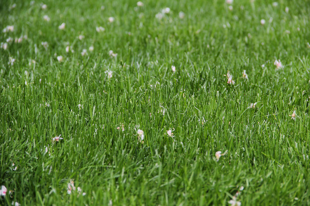 Campo de grama prado verde para futebol
 - Foto, Imagem
