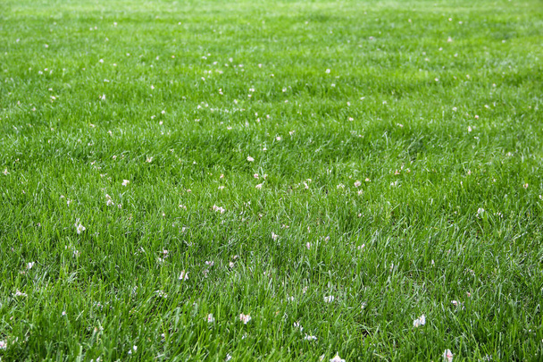 Πράσινο λιβάδι πεδίο γρασίδι για ποδόσφαιρο - Φωτογραφία, εικόνα