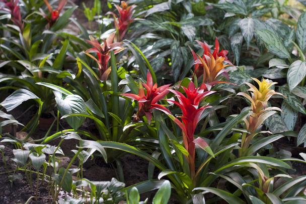 Red with yellow bromelia plant in garden - Photo, Image