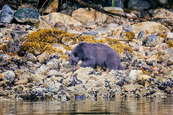 Ours noir à la recherche de nourriture à marée basse, Tofino, Colombie-Britannique, Canada
 - Photo, image