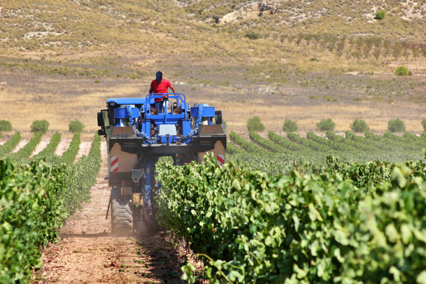 viininviljelijät, jotka käyttävät rypäleiden korjuukoneita automatisoidusti
 - Valokuva, kuva