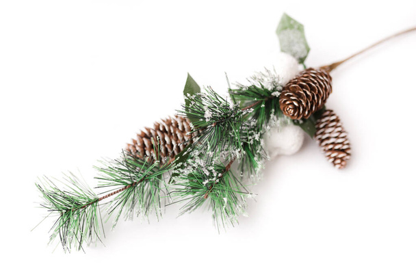 Fir branch isolated on white background - 写真・画像