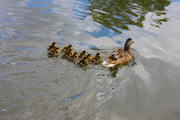 Mother duck with her offspring. - Foto, afbeelding