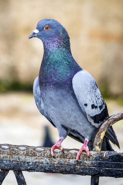 закрыть серого голубя в природе
 - Фото, изображение