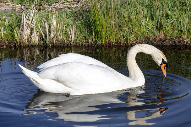 Cisne mudo nadando con reflejo, plumaje blanco
 - Foto, Imagen