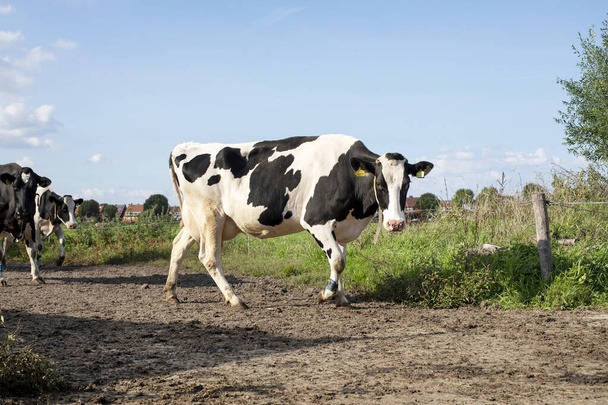 Черные и белые коровы, идущие по коровьей дорожке, чтобы их доили
 - Фото, изображение